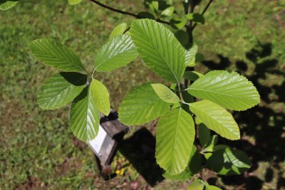 Sorbus aria 'Magnifica' - jeřáb muk - listy